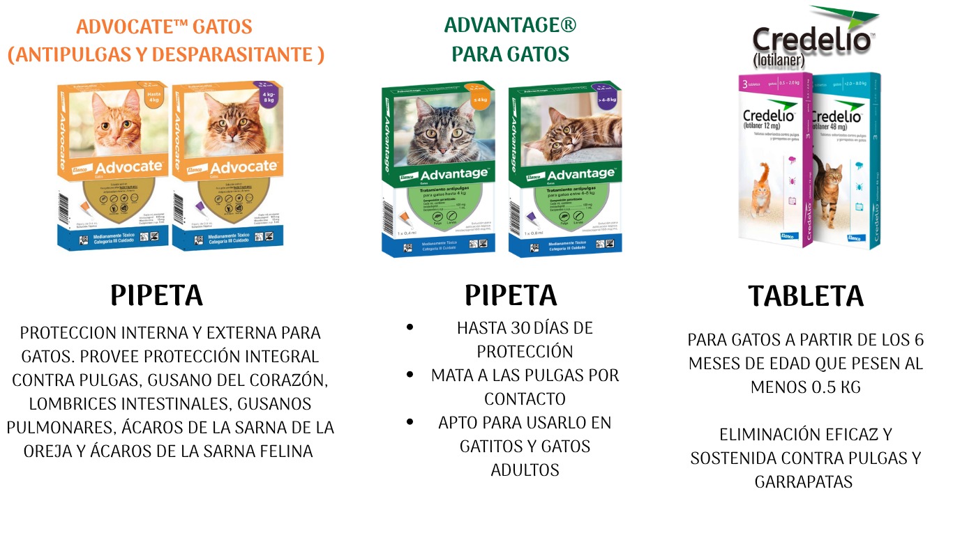Productos para gatos