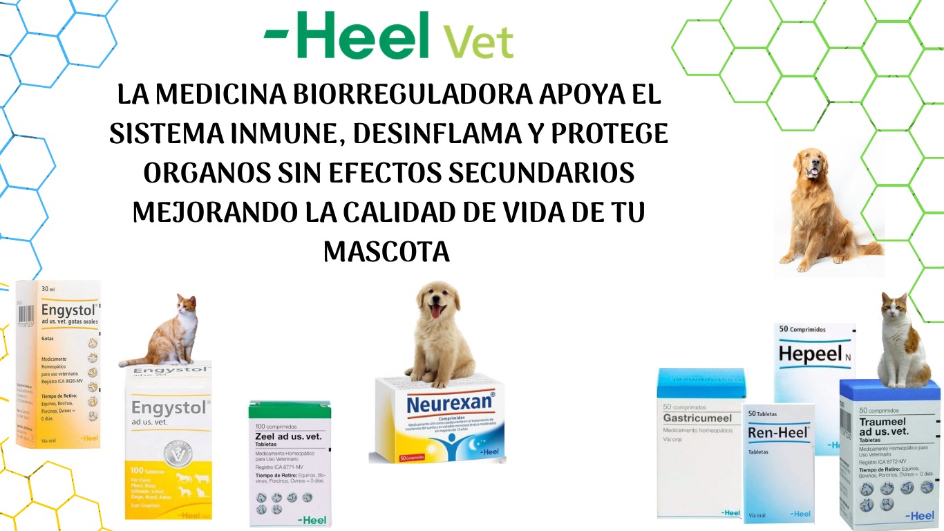 Productos para gatos